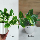 Njoy & Golden Pothos, with 5.5 inches white decor pot